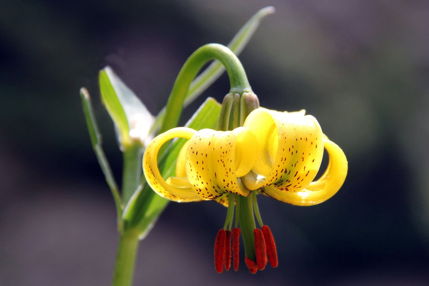 Flora
